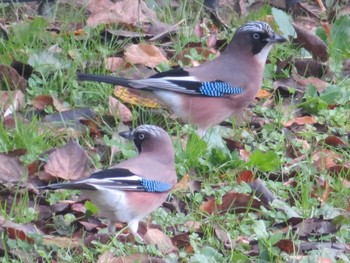 2023年11月10日(金) 宮城県仙台市・台原森林公園の野鳥観察記録