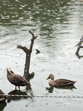 2023年11月10日(金) 井の頭公園の野鳥観察記録