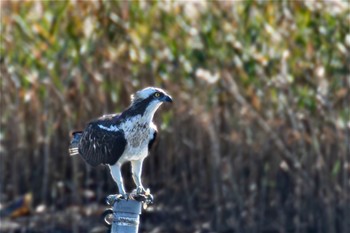 Osprey 大阪府 Wed, 11/8/2023