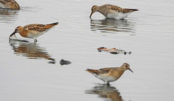 Sharp-tailed Sandpiper Unknown Spots Thu, 10/5/2023