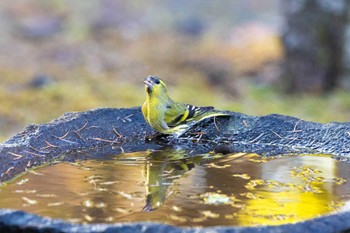 カワラヒワ 山中湖 2023年11月1日(水)