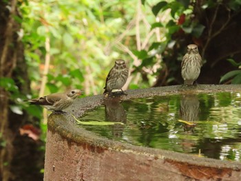 Grey-streaked Flycatcher 権現山(弘法山公園) Sun, 10/1/2023