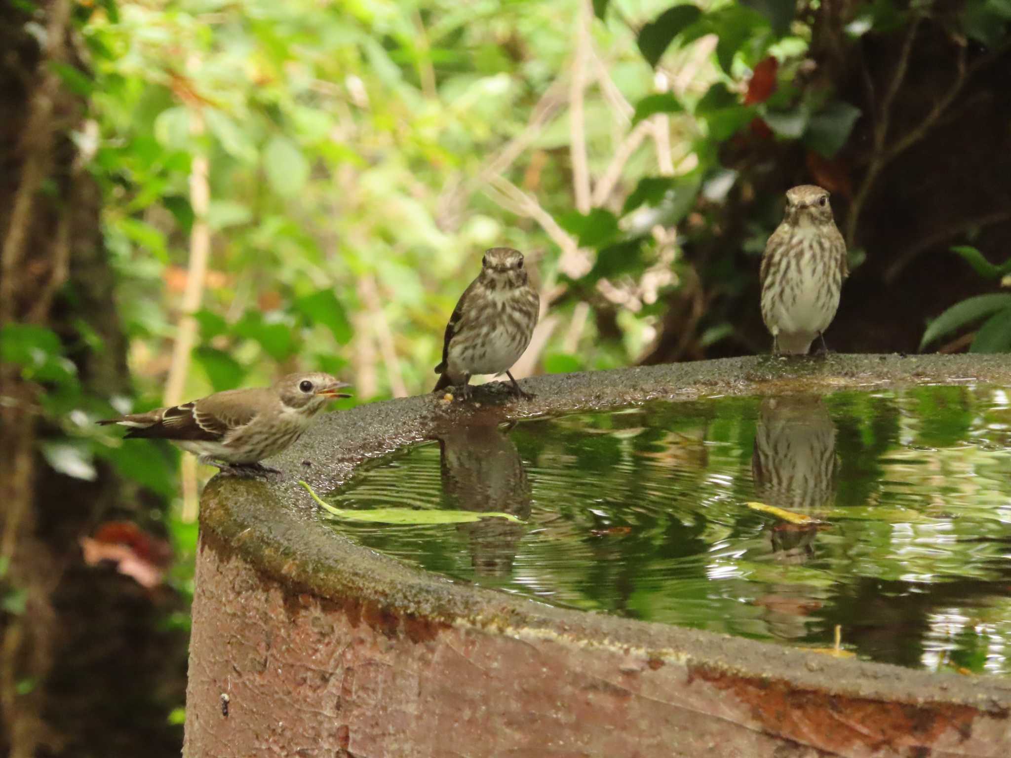 Grey-streaked Flycatcher