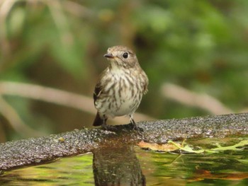 Grey-streaked Flycatcher 権現山(弘法山公園) Sun, 10/1/2023