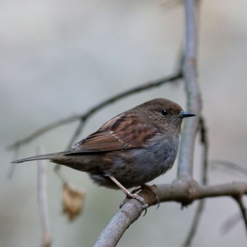 Mon, 1/12/2015 Birding report at 本巣市文殊ノ森