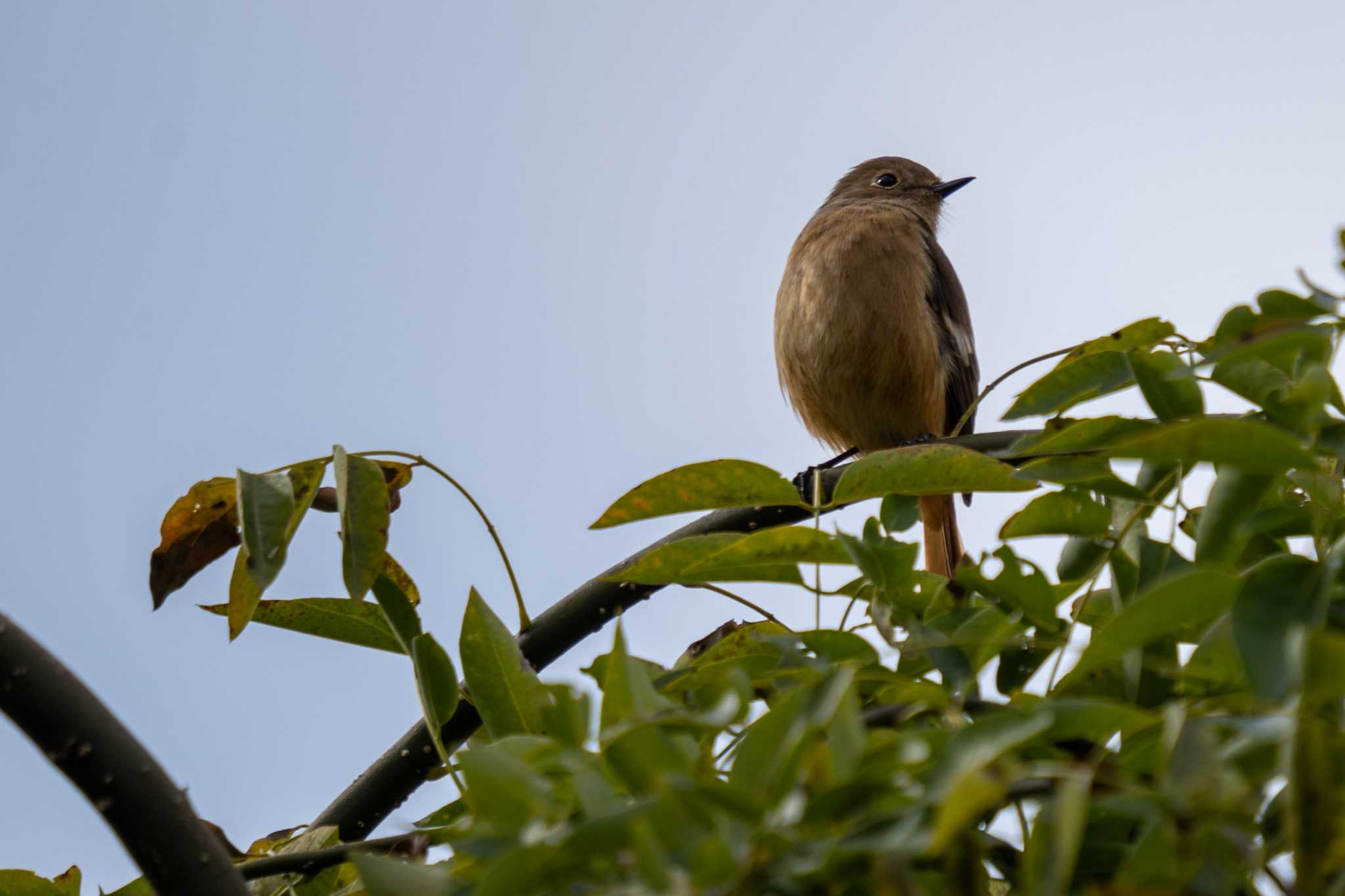 京都府立植物園 ジョウビタキの写真 by chez 