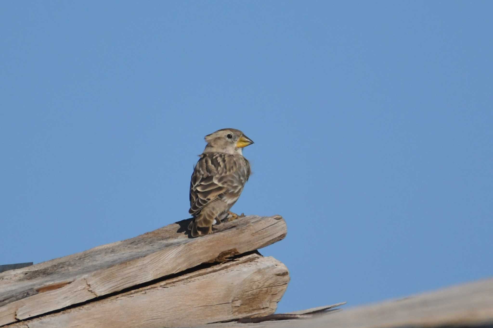 Photo of Rock Sparrow at 中央ゴビ by あひる