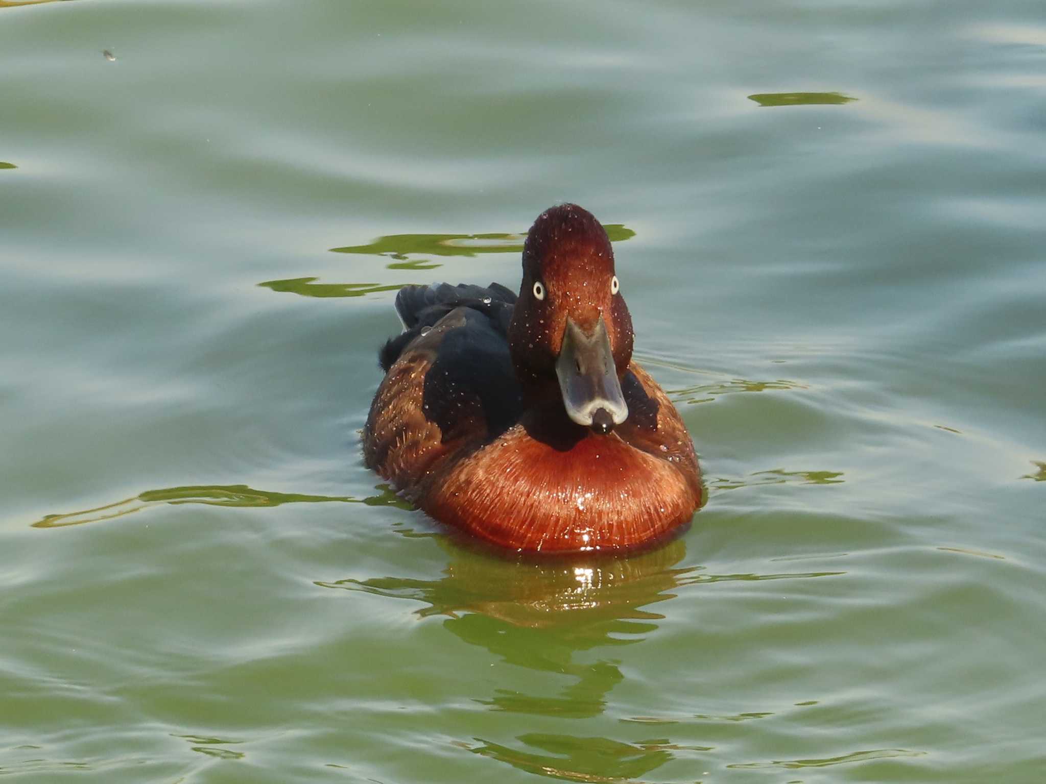 Photo of Ferruginous Duck at 弁天池公園(大阪府門真市) by ゆ