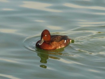 メジロガモ 弁天池公園(大阪府門真市) 2023年11月5日(日)