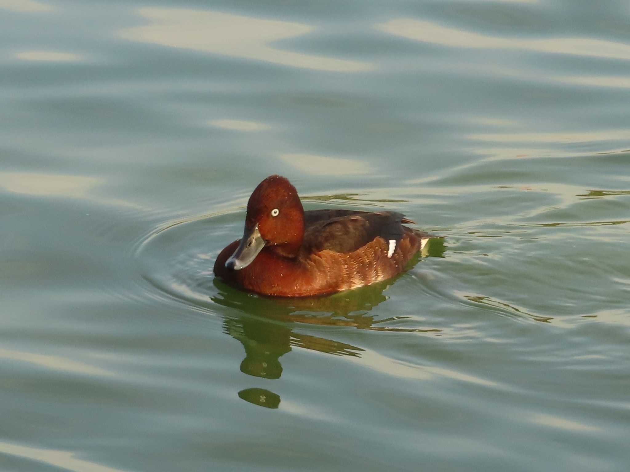 Ferruginous Duck