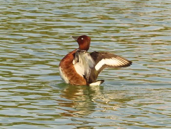 Ferruginous Duck 弁天池公園(大阪府門真市) Sun, 11/5/2023