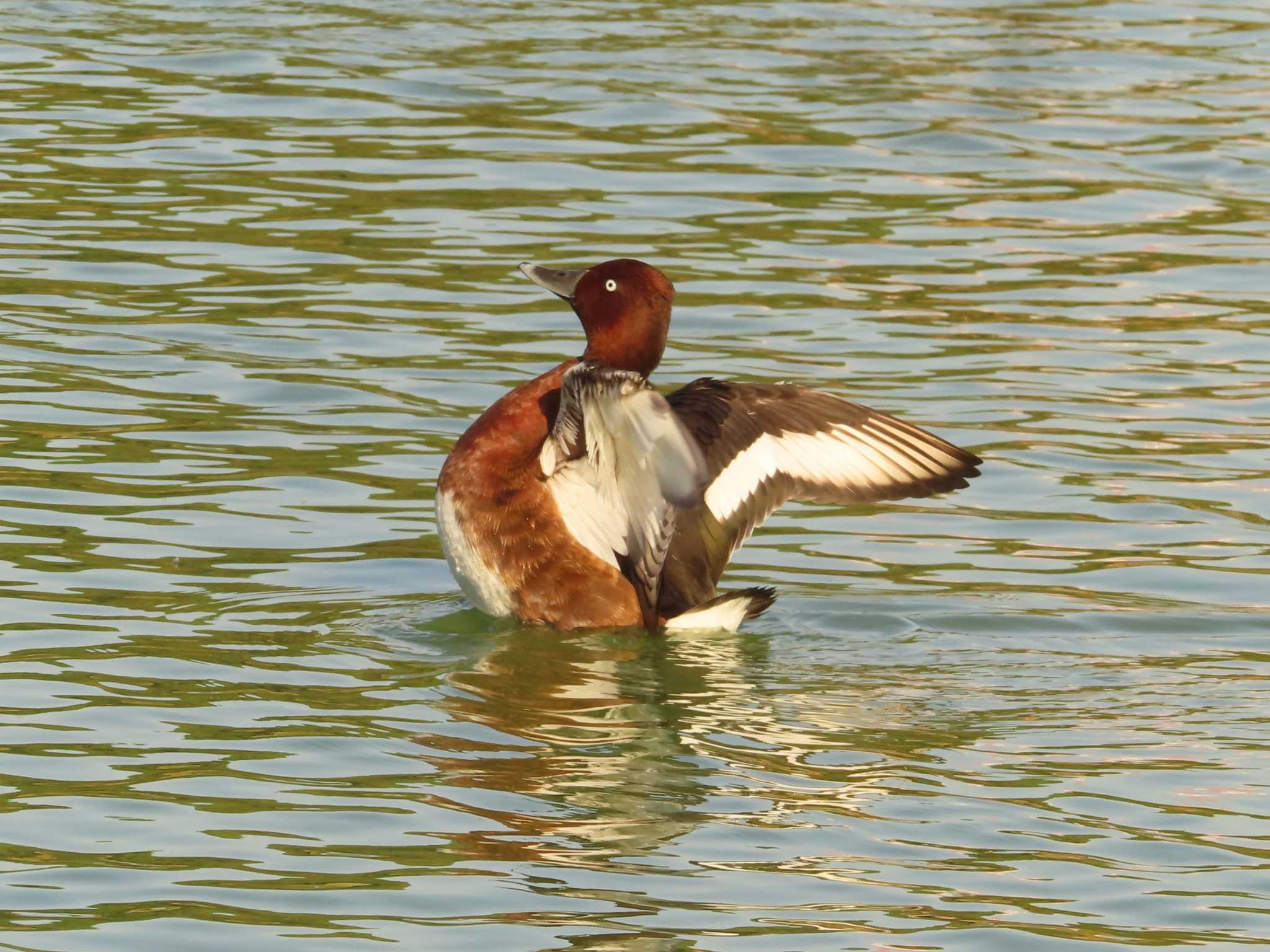 Ferruginous Duck