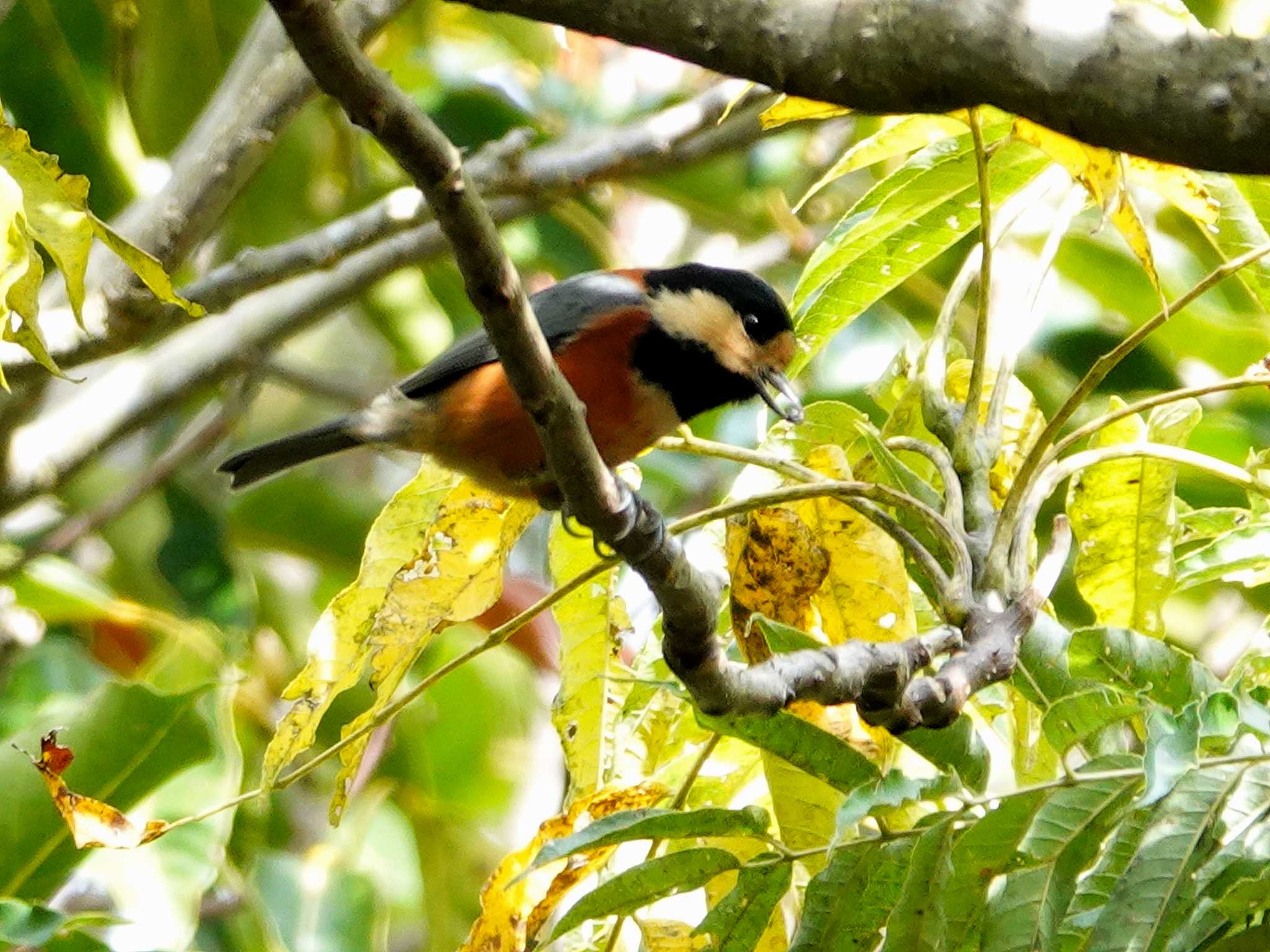 Photo of Varied Tit at 稲佐山公園 by M Yama