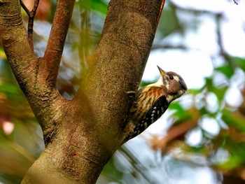 Japanese Pygmy Woodpecker 稲佐山公園 Sat, 11/11/2023