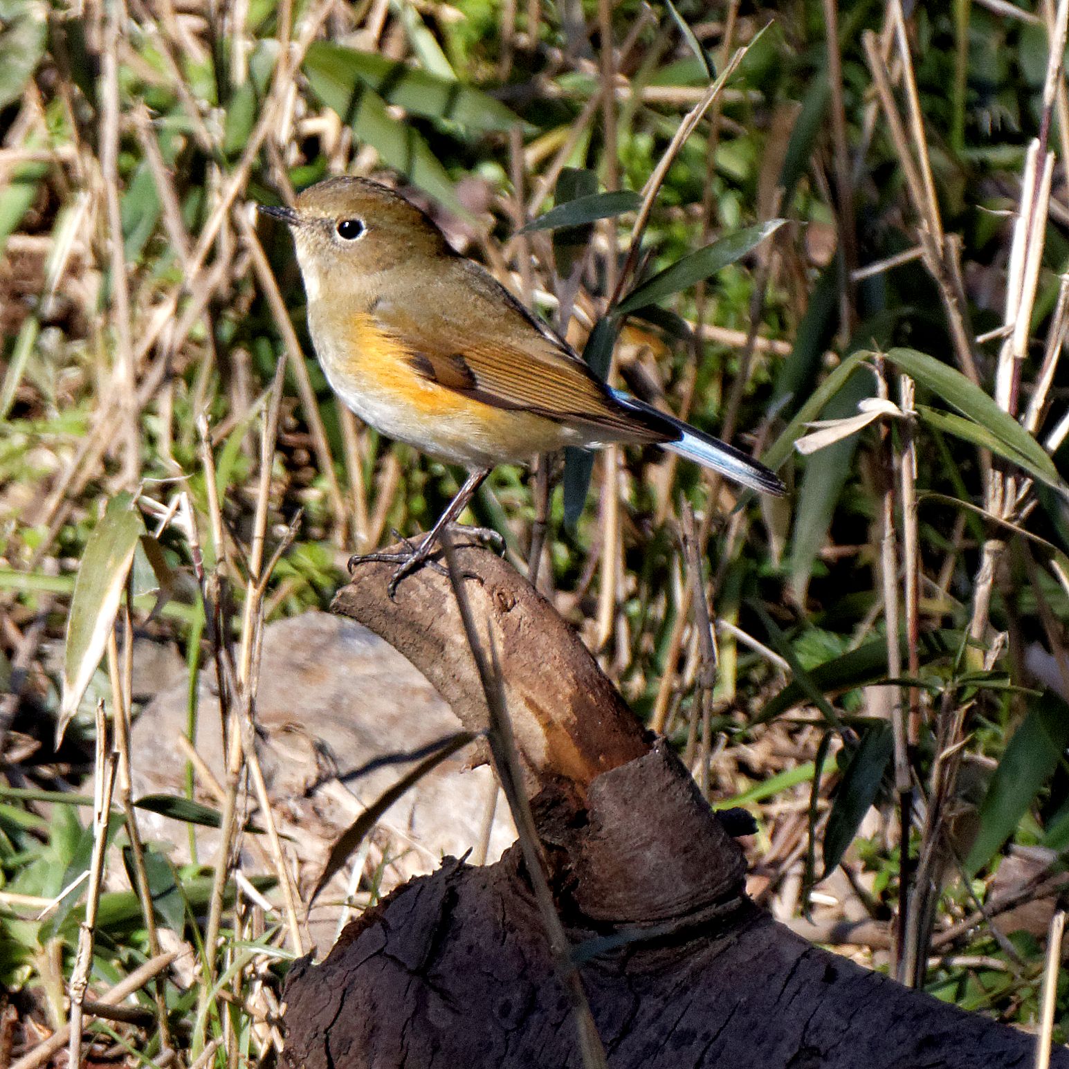 Photo of Red-flanked Bluetail at 本巣市文殊ノ森 by herald