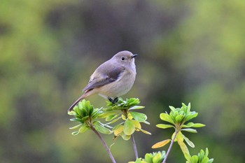 2023年11月11日(土) 馬見丘陵公園の野鳥観察記録