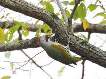 Sat, 11/11/2023 Birding report at 福生南公園