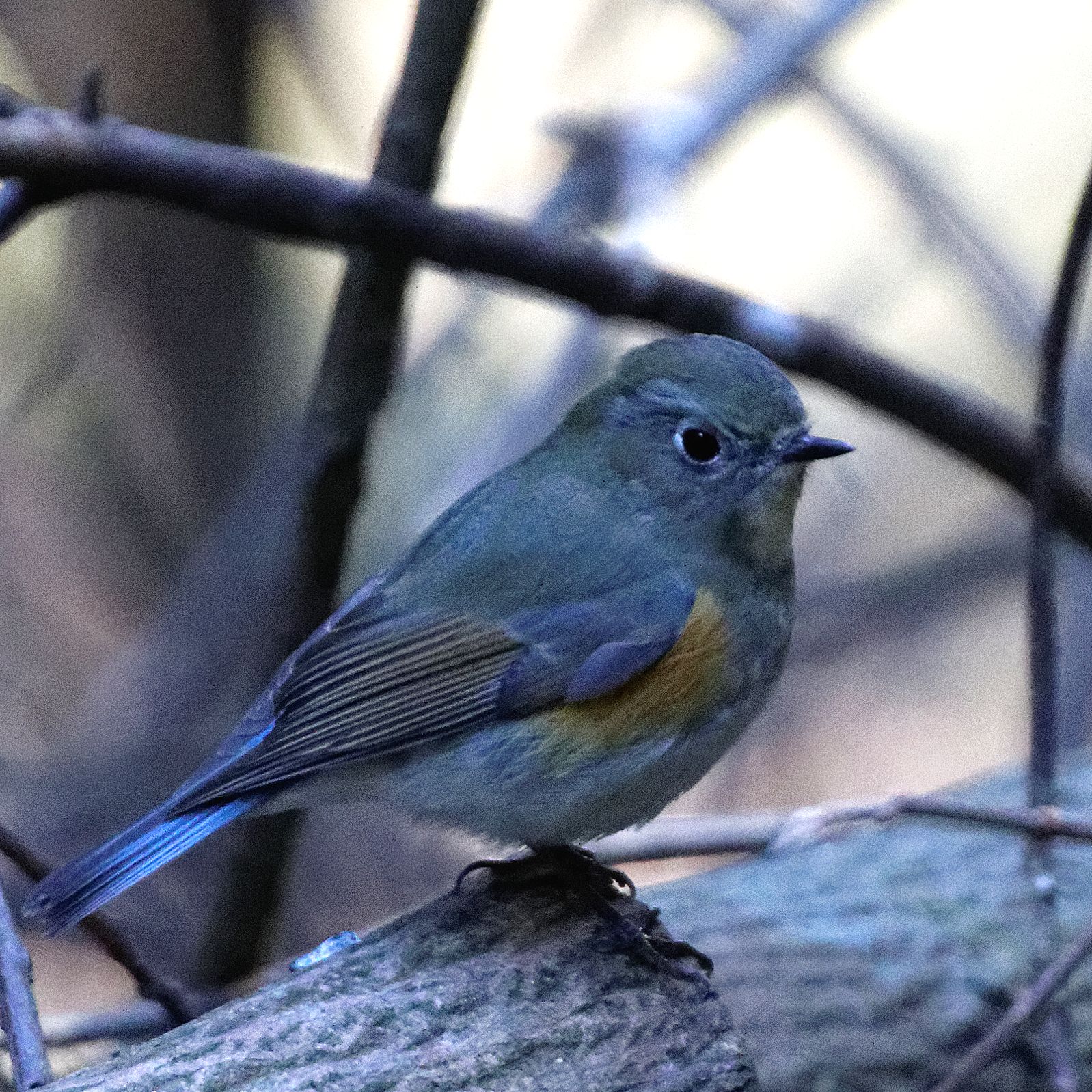 Photo of Red-flanked Bluetail at 本巣市文殊ノ森 by herald