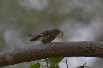 Grey-streaked Flycatcher Akigase Park Sun, 10/8/2023