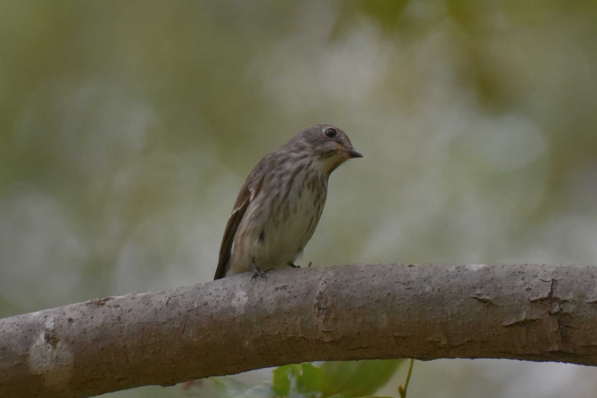 Photo of Grey-streaked Flycatcher at Akigase Park by Kazuki_s