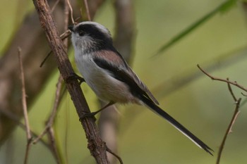 Long-tailed Tit Akigase Park Sun, 10/8/2023