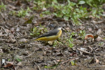 Grey Wagtail Akigase Park Sun, 10/8/2023