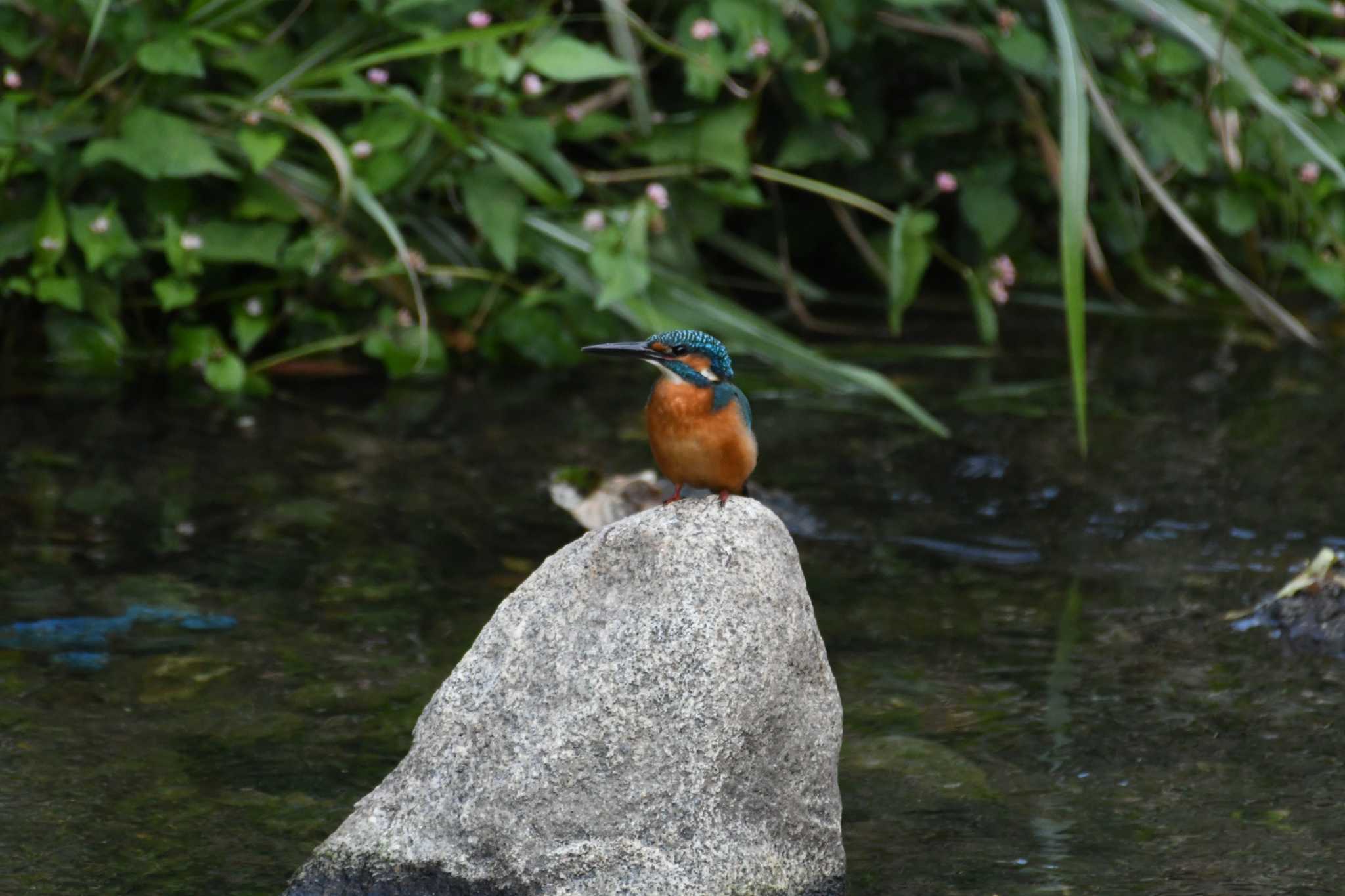 Photo of Common Kingfisher at 恩田川 by seigo0814