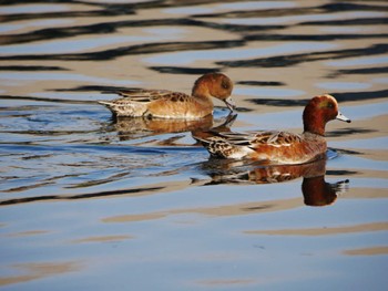 Eurasian Wigeon 東京都 Thu, 11/2/2023