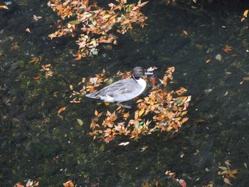 2023年11月11日(土) 平和の森公園、妙正寺川の野鳥観察記録