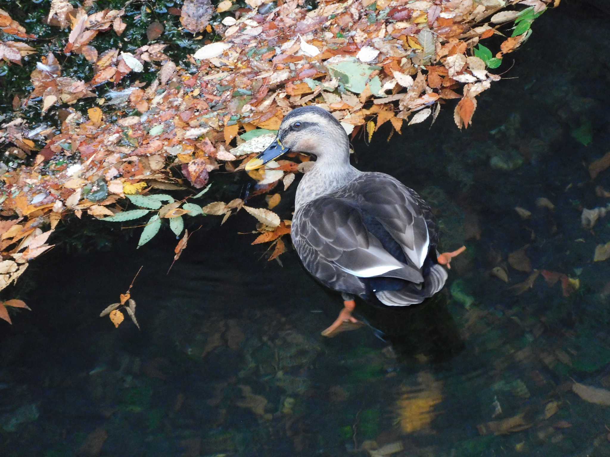 平和の森公園、妙正寺川 カルガモの写真 by morinokotori