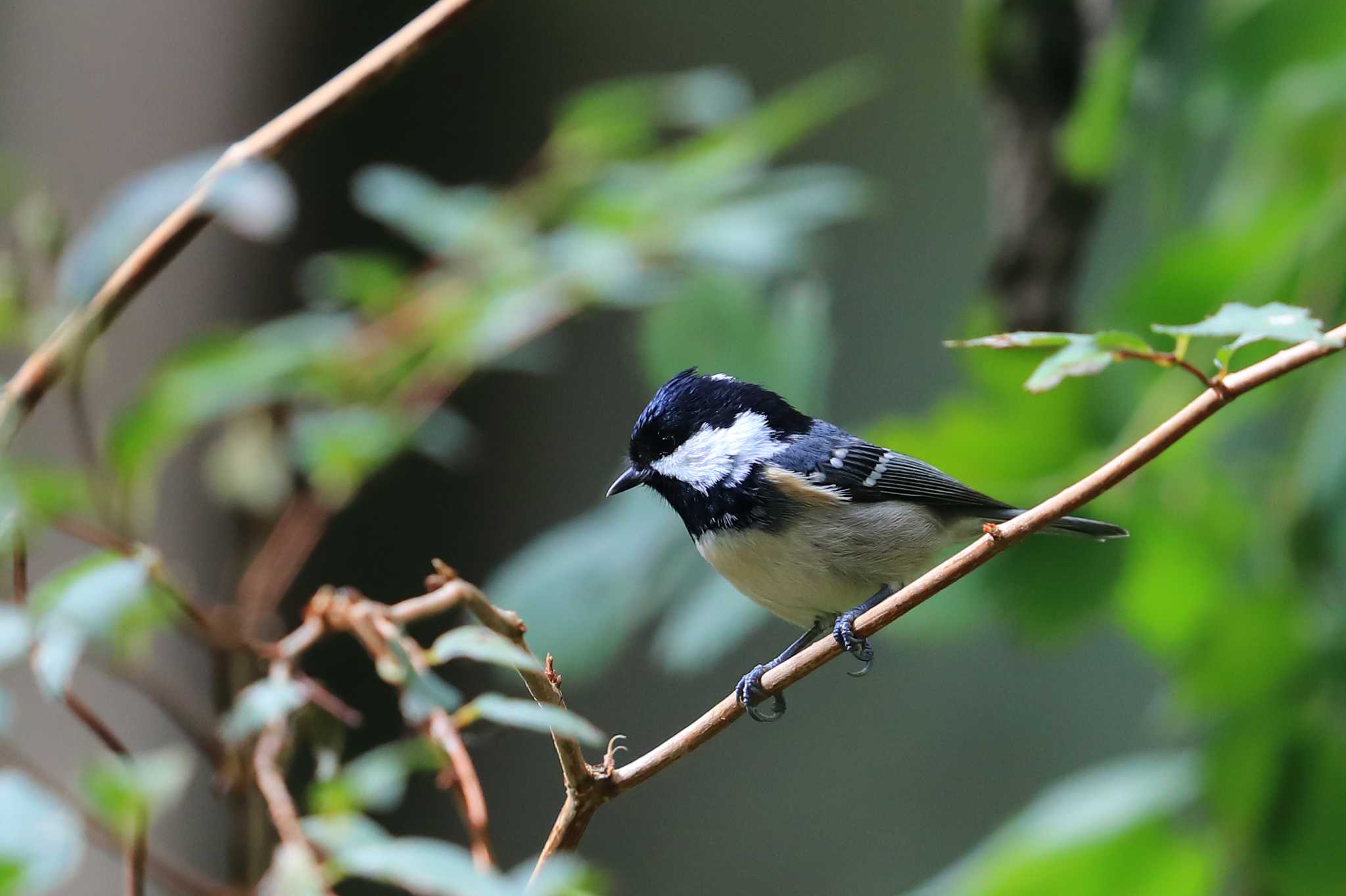 Photo of Coal Tit at  by ルリバカ