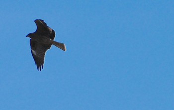 2023年11月11日(土) 岐阜基地の野鳥観察記録