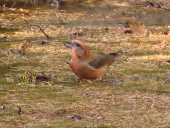 Red Crossbill 創造の森(山梨県) Sun, 10/22/2023