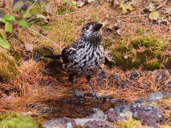 Spotted Nutcracker Okuniwaso(Mt. Fuji) Sun, 10/22/2023