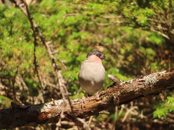 Eurasian Bullfinch Okuniwaso(Mt. Fuji) Sun, 10/22/2023