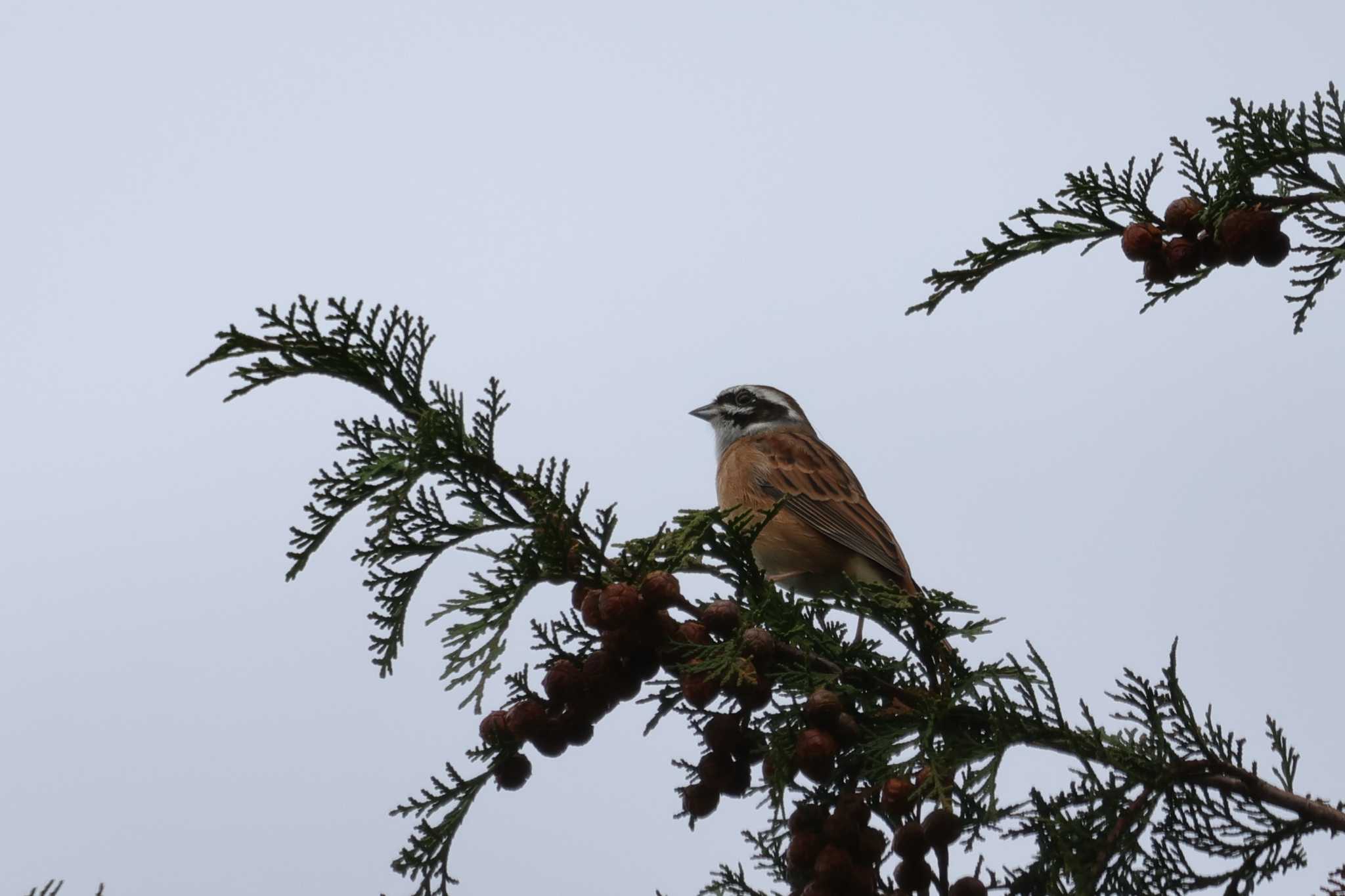 Meadow Bunting