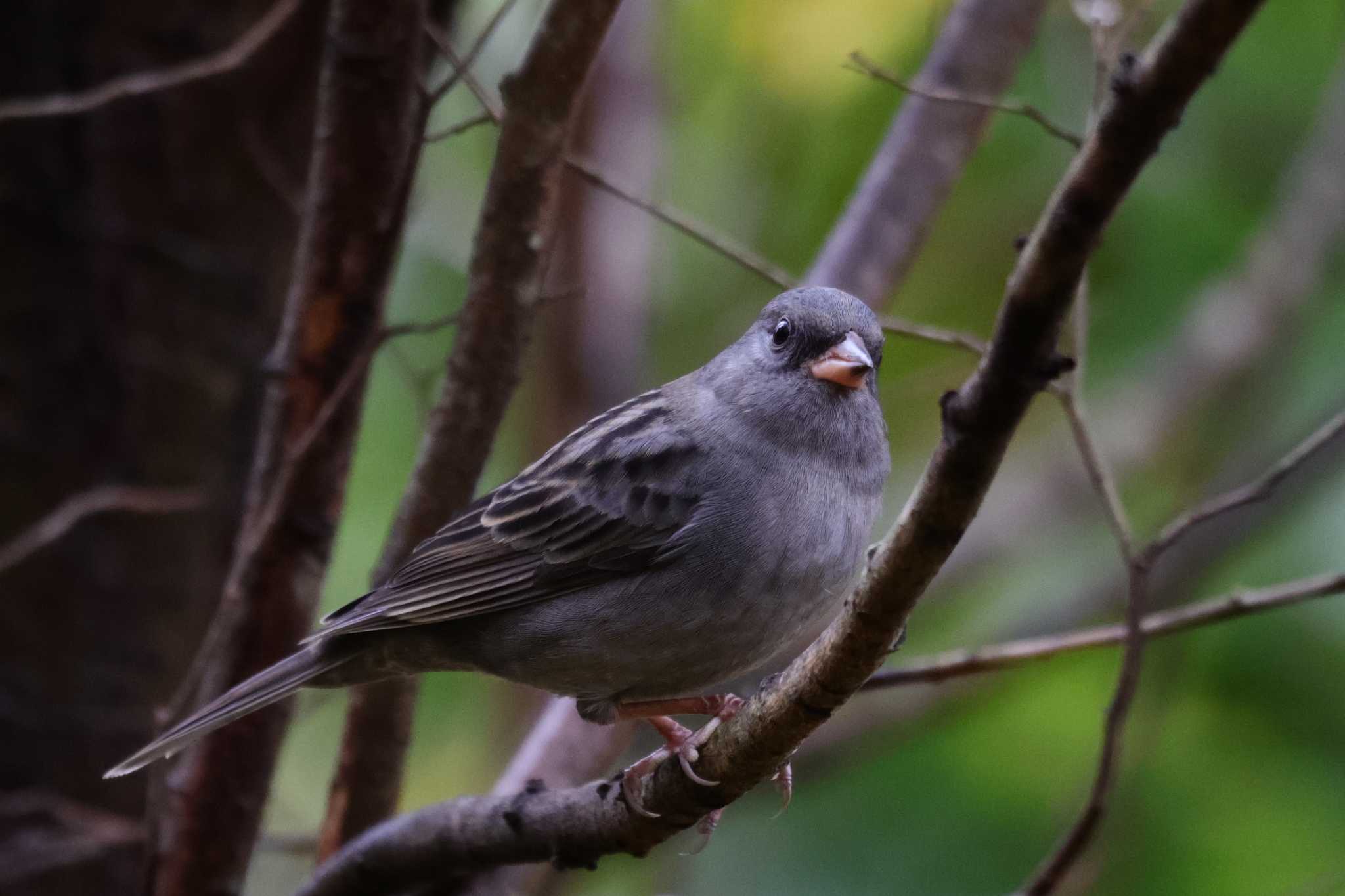 Grey Bunting