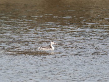 Great Crested Grebe 入間川 Sat, 11/11/2023