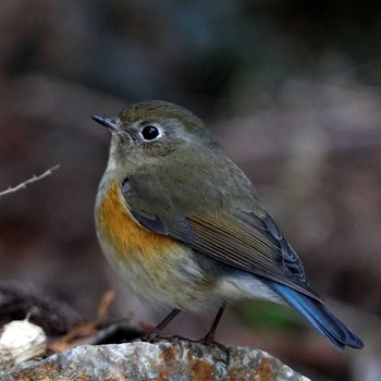 Red-flanked Bluetail 岐阜公園 Sat, 1/24/2015