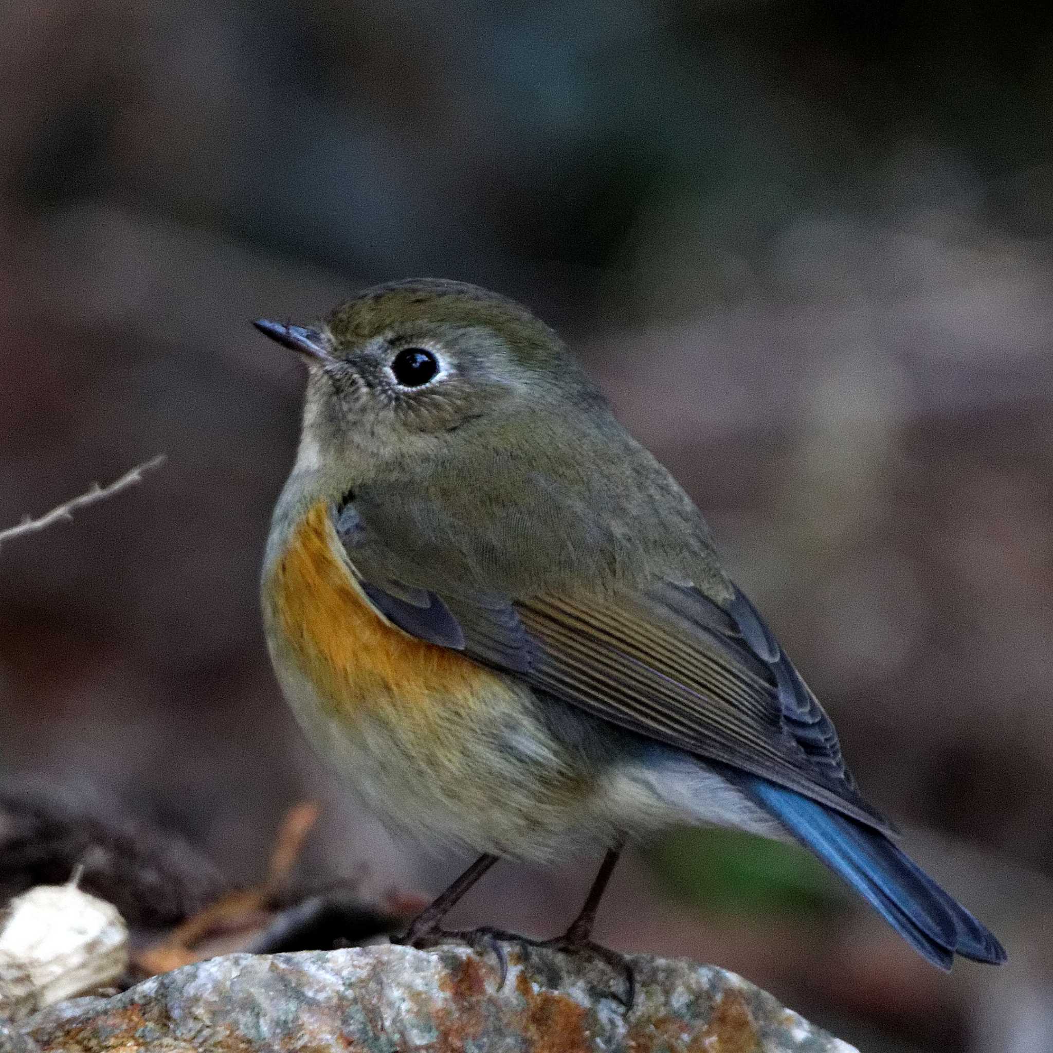 Red-flanked Bluetail