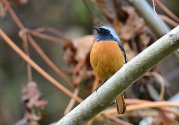 2023年11月11日(土) 荒川ダムの野鳥観察記録