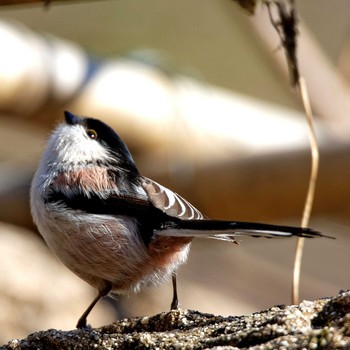 Long-tailed Tit 岐阜公園 Sat, 1/24/2015