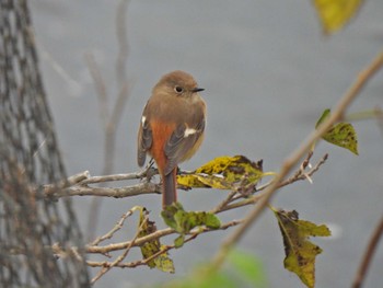 2023年11月11日(土) 境川遊水地公園の野鳥観察記録