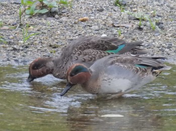 2023年11月11日(土) 京都・高野川の野鳥観察記録