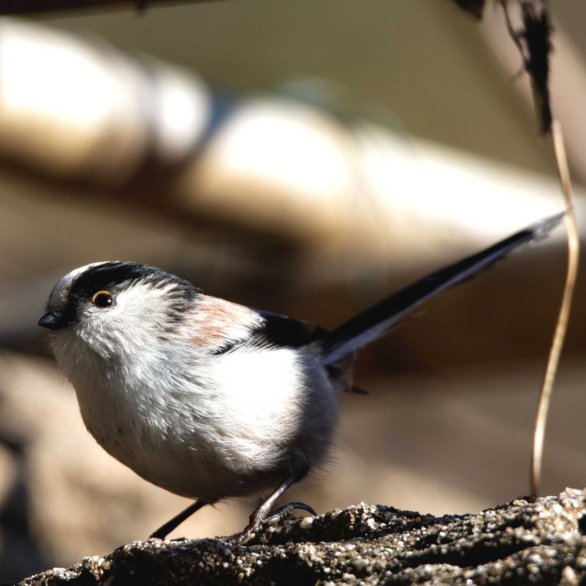 Long-tailed Tit