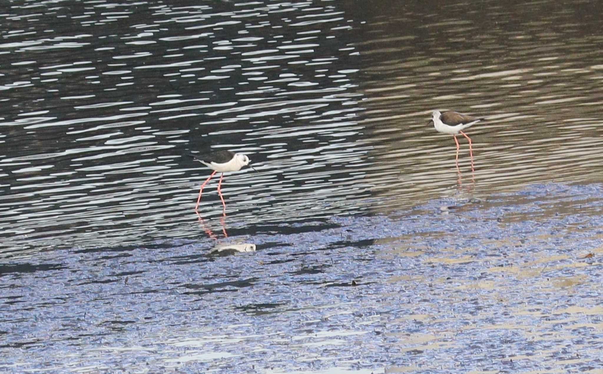 Black-winged Stilt