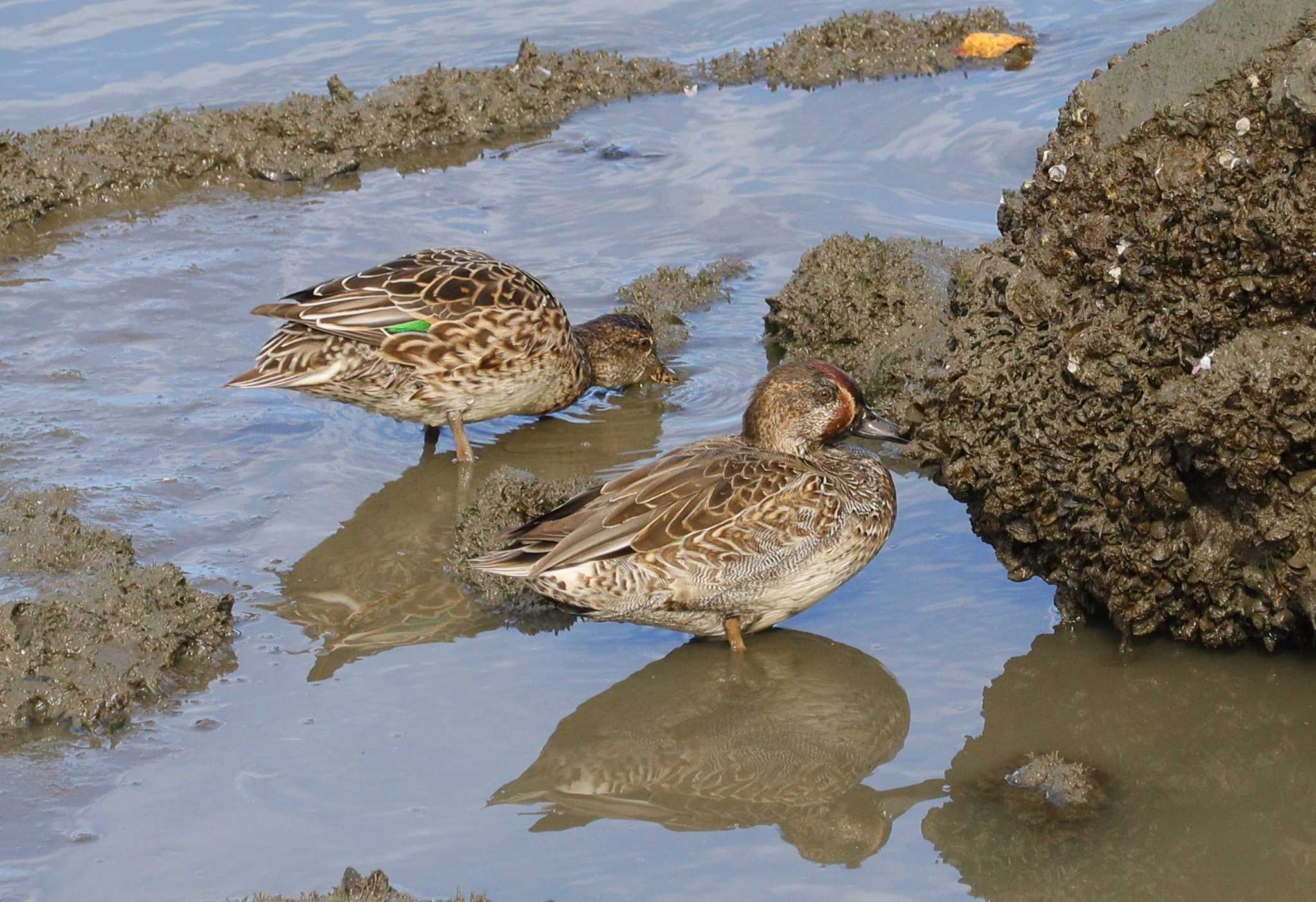 Eurasian Teal