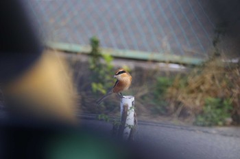 2023年11月11日(土) 土留木川河口(東海市)の野鳥観察記録