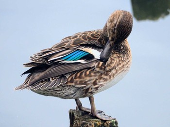 Eurasian Teal 秦野市 Sat, 11/11/2023