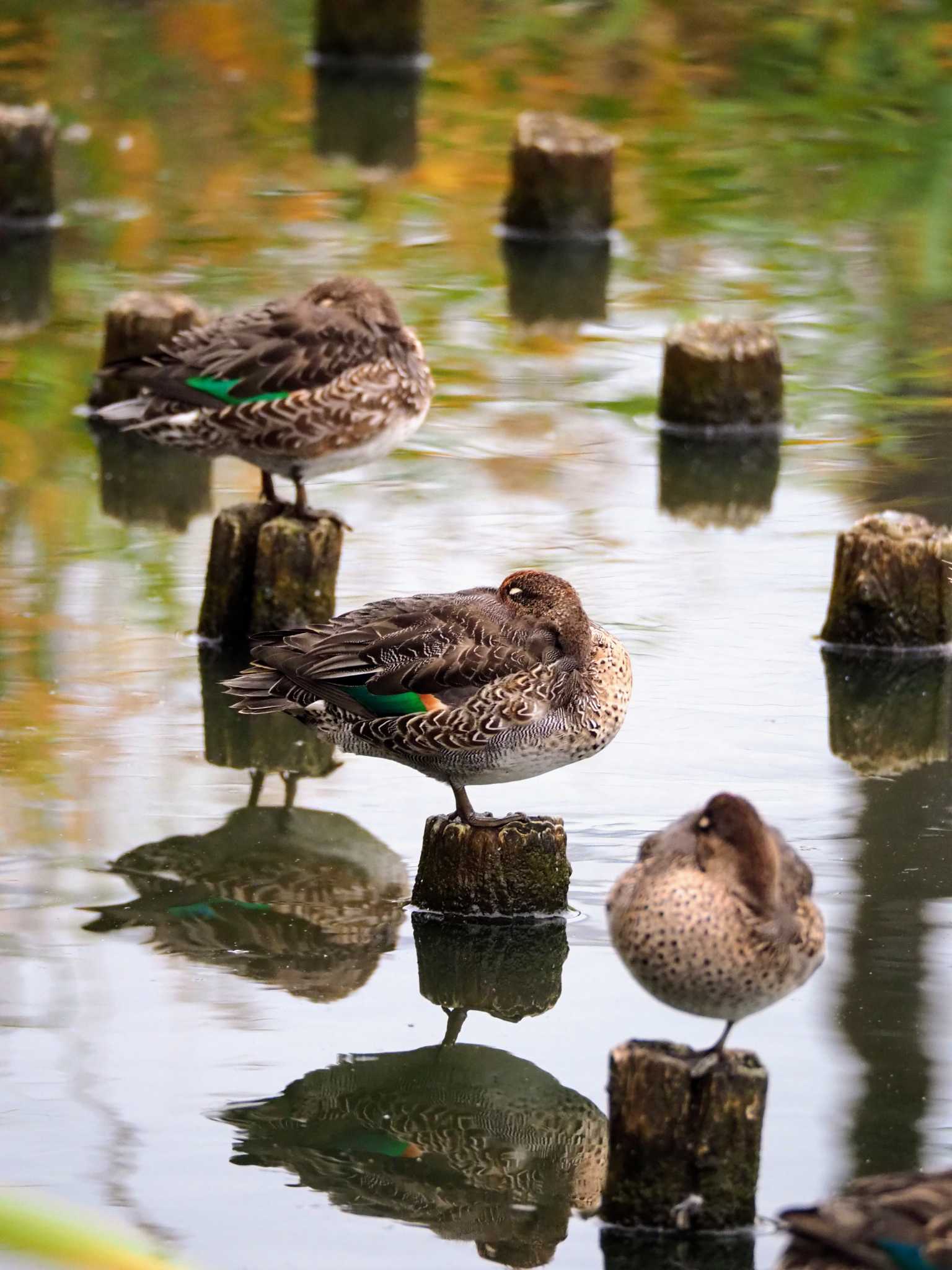 Photo of Eurasian Teal at 秦野市 by とろろ